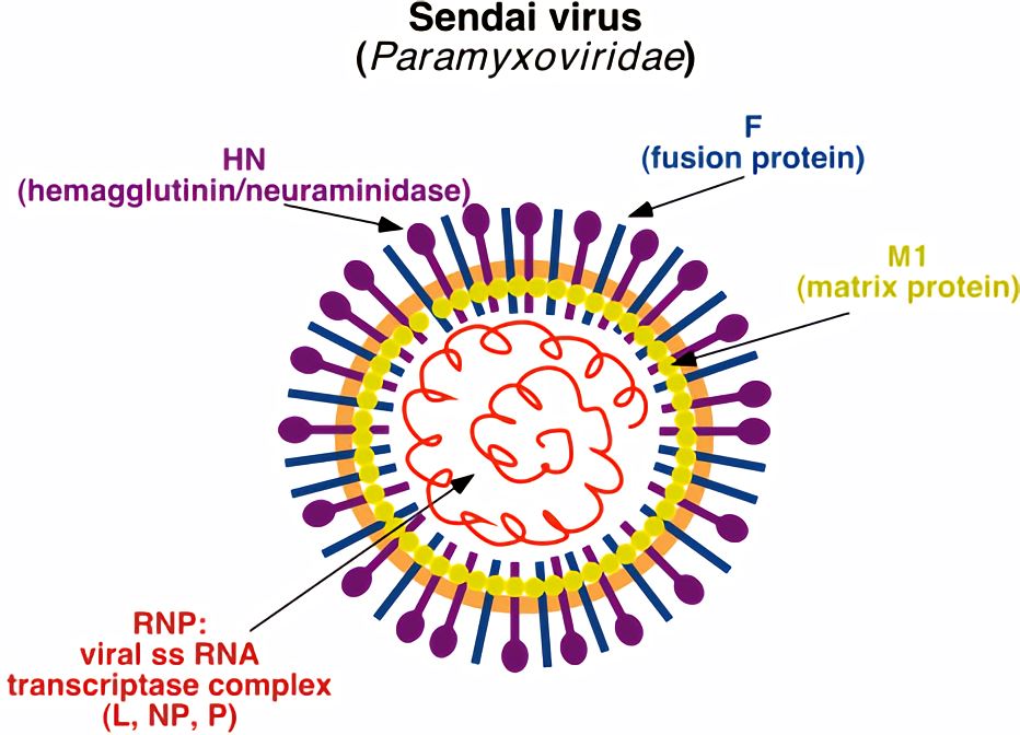 1640678017741889.png sendai virus.png